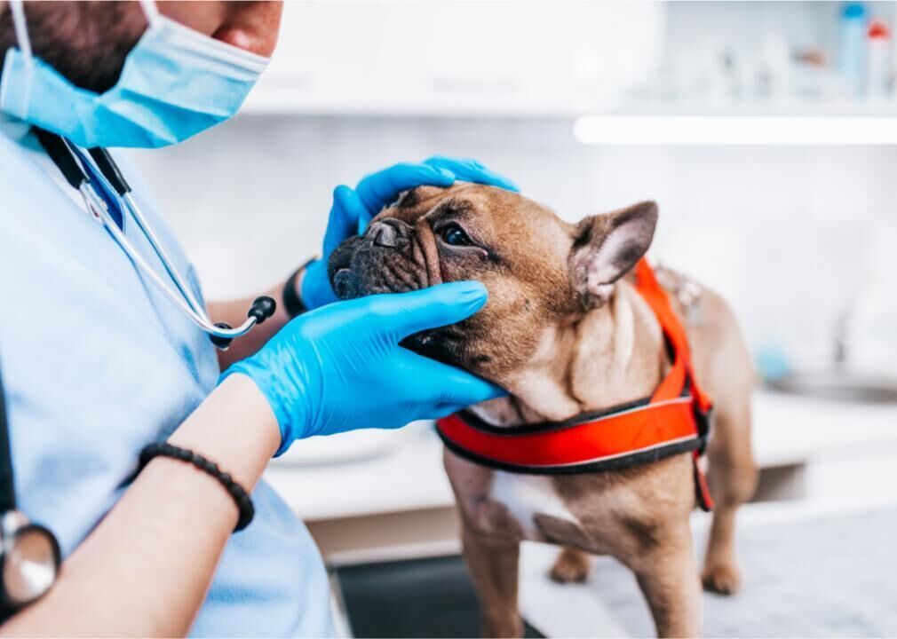 Establish annual 'well pet' visits to the vet